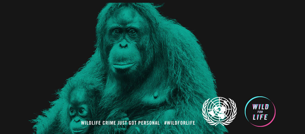 Orangutan wed